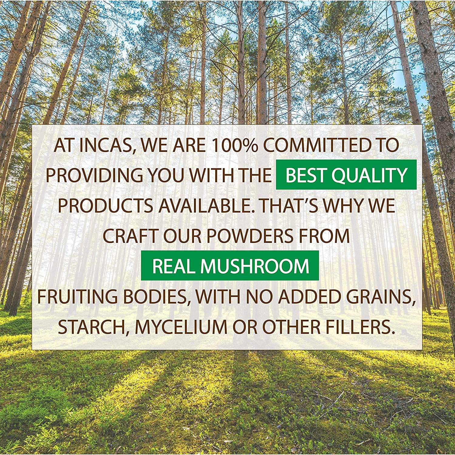 ежовик экстракт 10:1 INCAS lion`s mane грива pom-pom — изображение 8